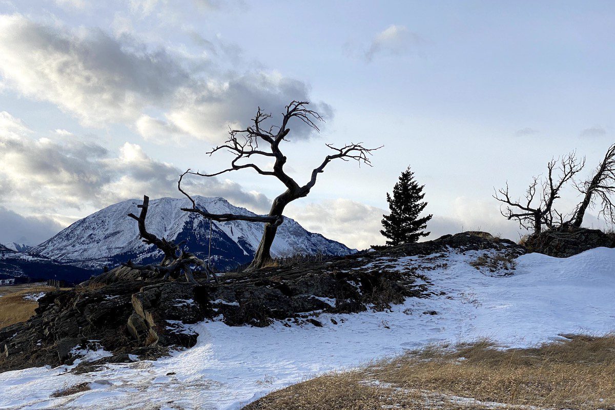 The Burmis tree in the Crowsnest Pass is quite possibly the world's most photographed dead tree. Protecting the dead tree was a consideration when the highway was built. When vandals cut off a limb of the tree, locals glued it back on and built a support for the limb.
