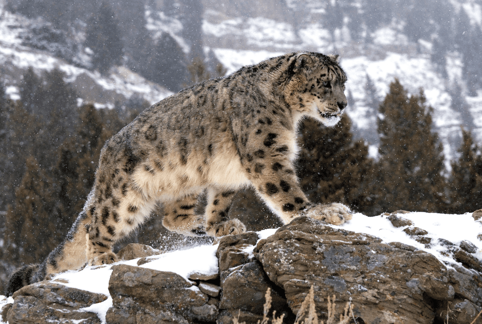 A snow leopard climbs rocks in a mountain in Mongolia