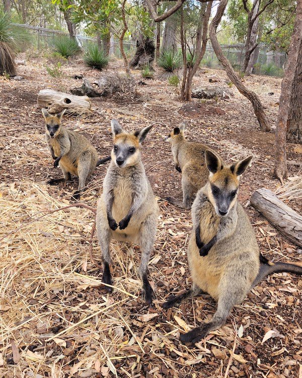 Small wallabies in Korung National Park, Perth Hills Australia
