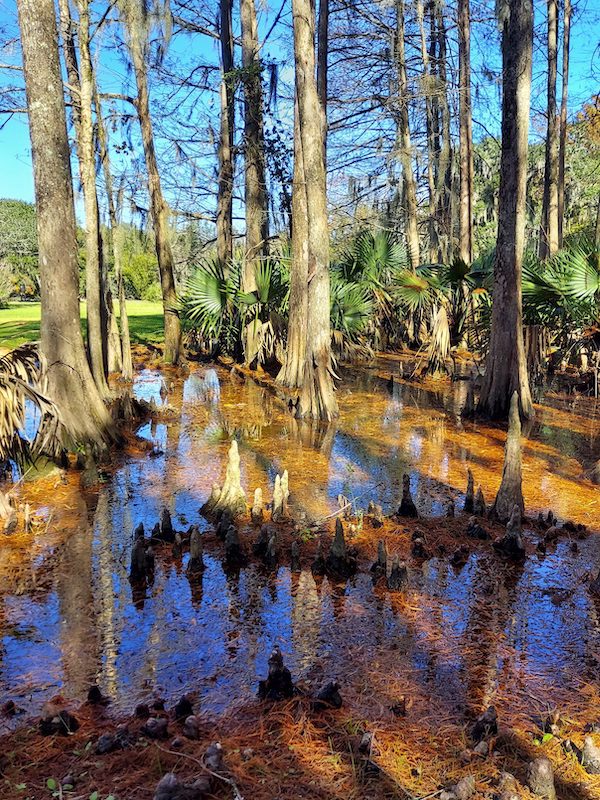Swampy landscapes on Avery Island, Louisiana