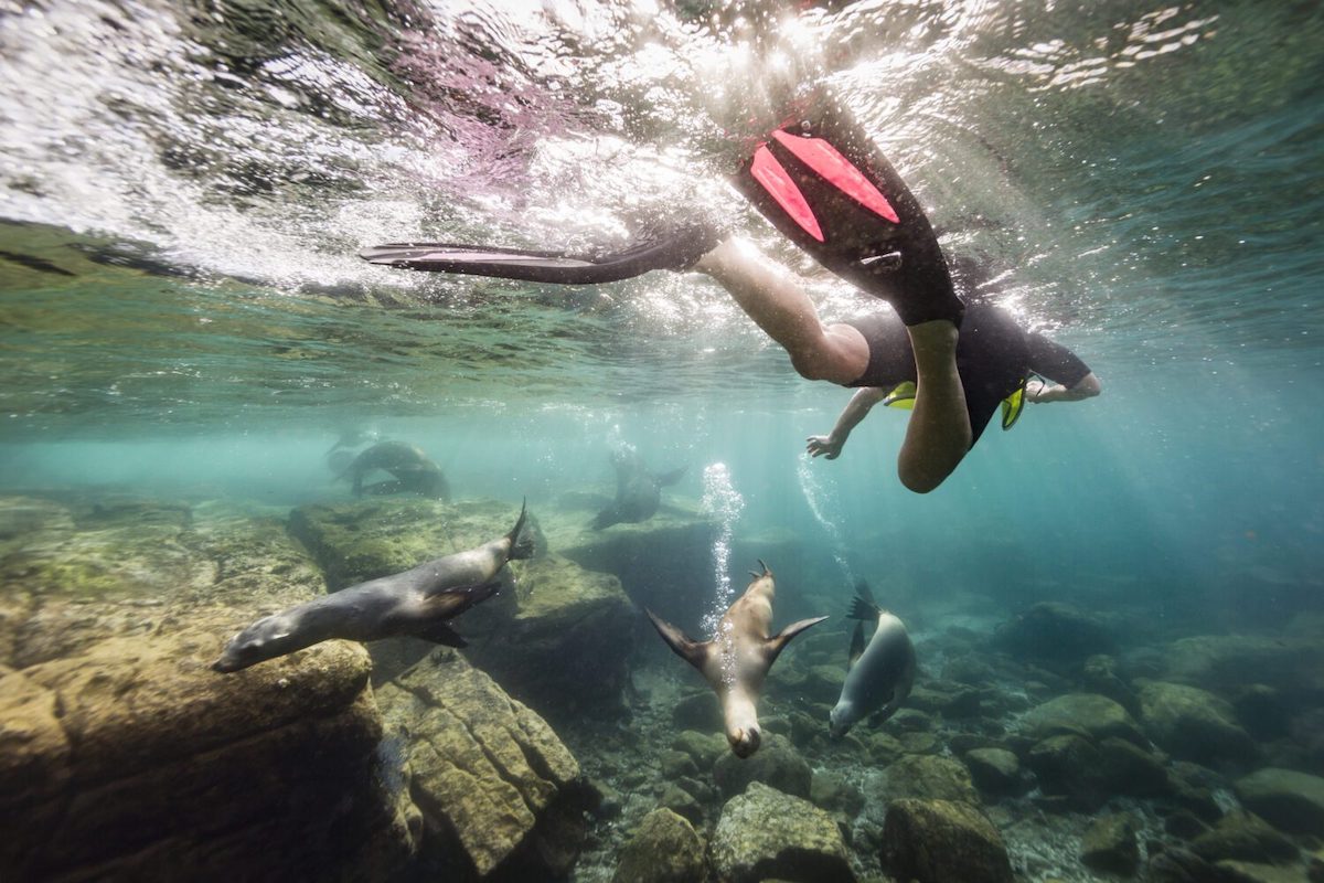 A guest snorkeling-away with fins pushing through the waters of Baja, Mexico