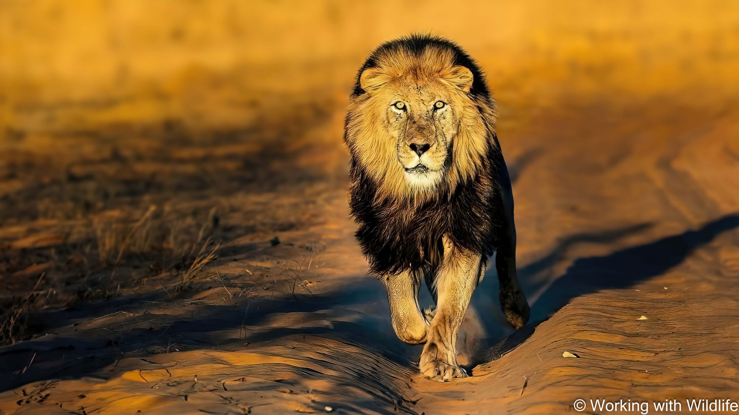picture of lion walking in the desert