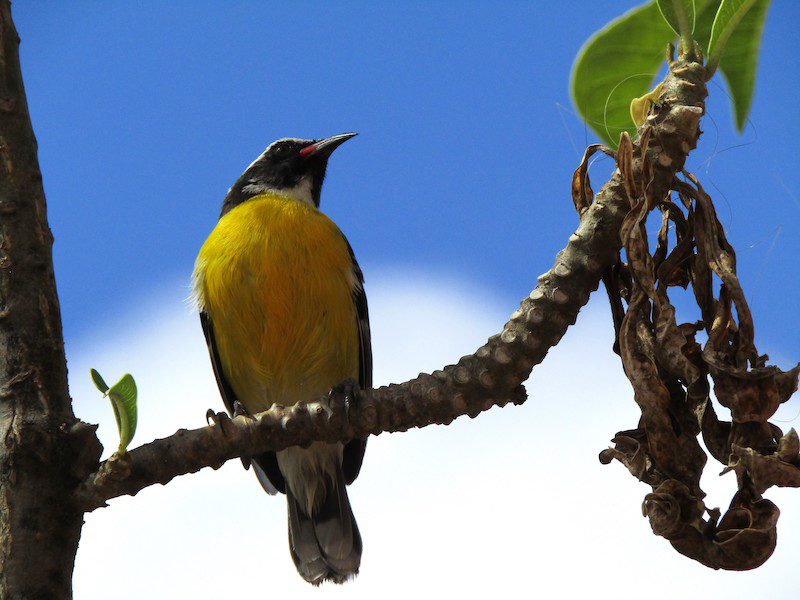 Colourful Bananaquit Bird in Bonaire