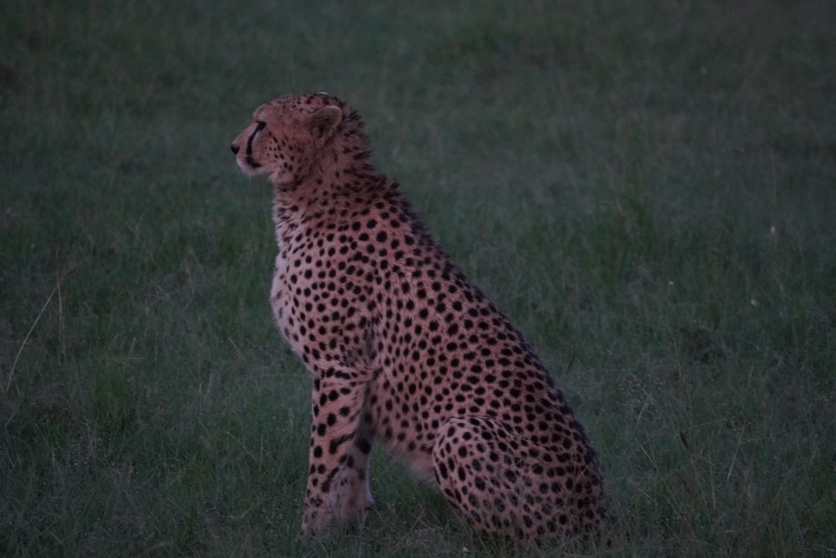 A cheetah spotted on a safari in Kenya
