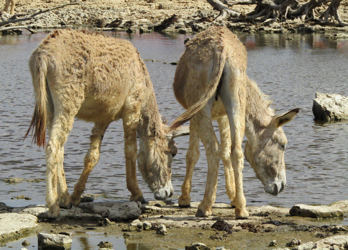 Two donkeys drinking water at The Donkey Sanctuary Bonaire