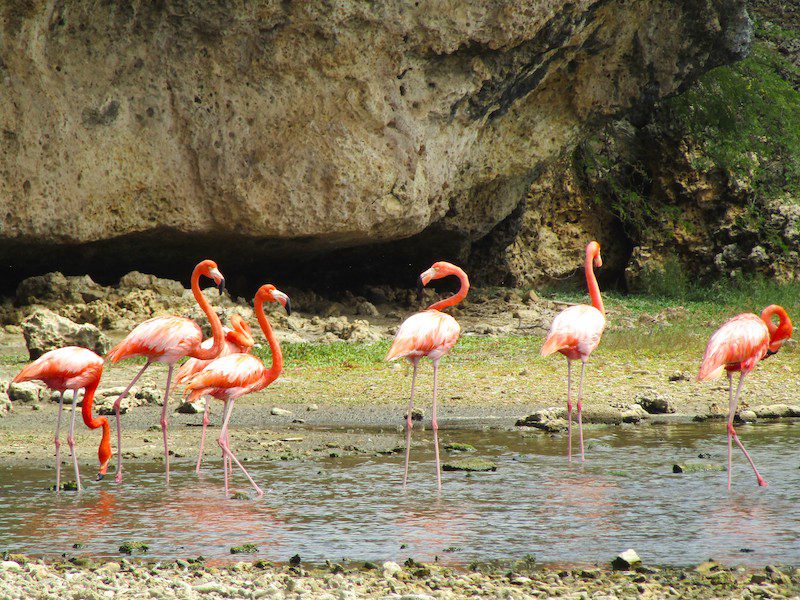 A flock of Caribbean flamingos in Bonaire
