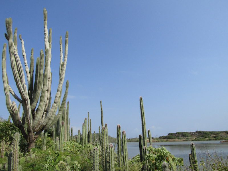 Cacti in Washington Slagbaai National Park, Bonaire