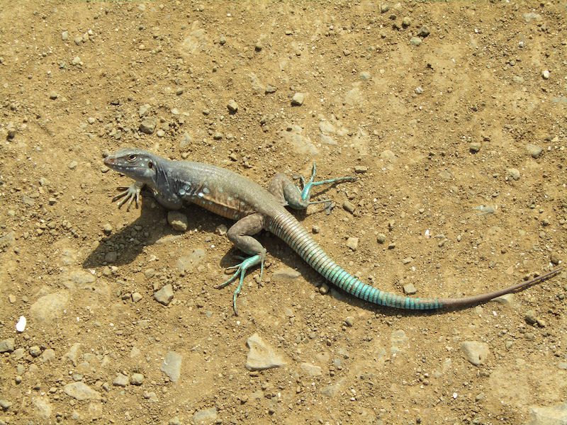 A Whiptail Lizard on the beach on Bonaire