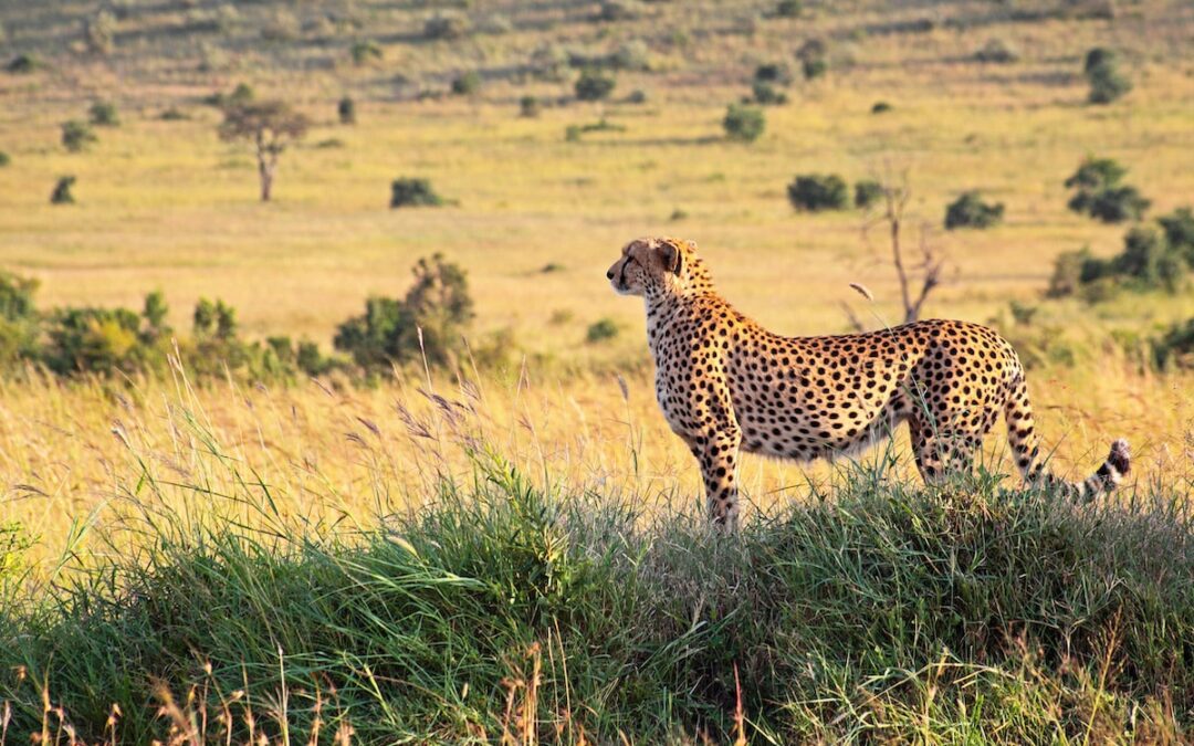 How Travel Changes Us: From Grieving Widow to Cheetah Crusader in Kenya