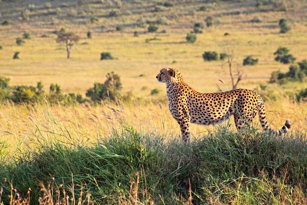 A cheetah in the Maasai Mara reserve in Kenya