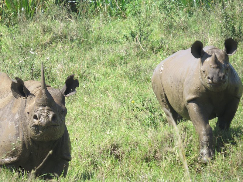 Indigenous black rhino female and calf by the Swamp in Nairobi National Park Nov 30 2020. 