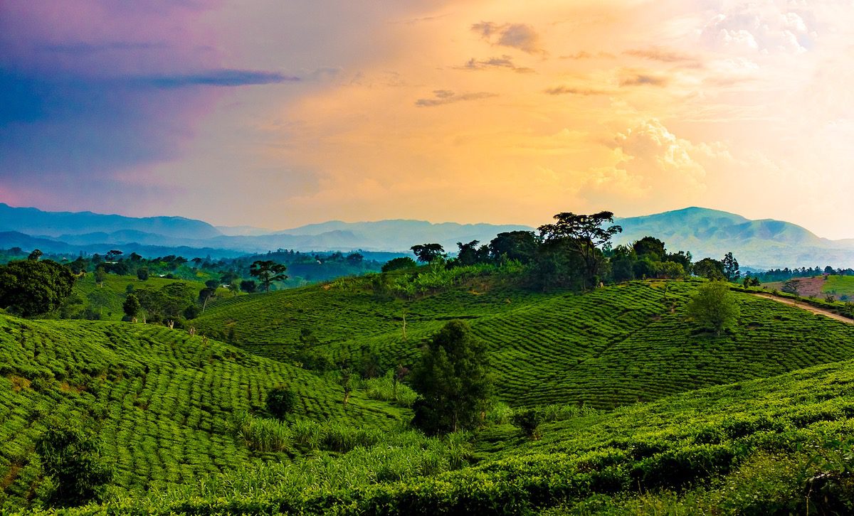Rolling hills of Uganda