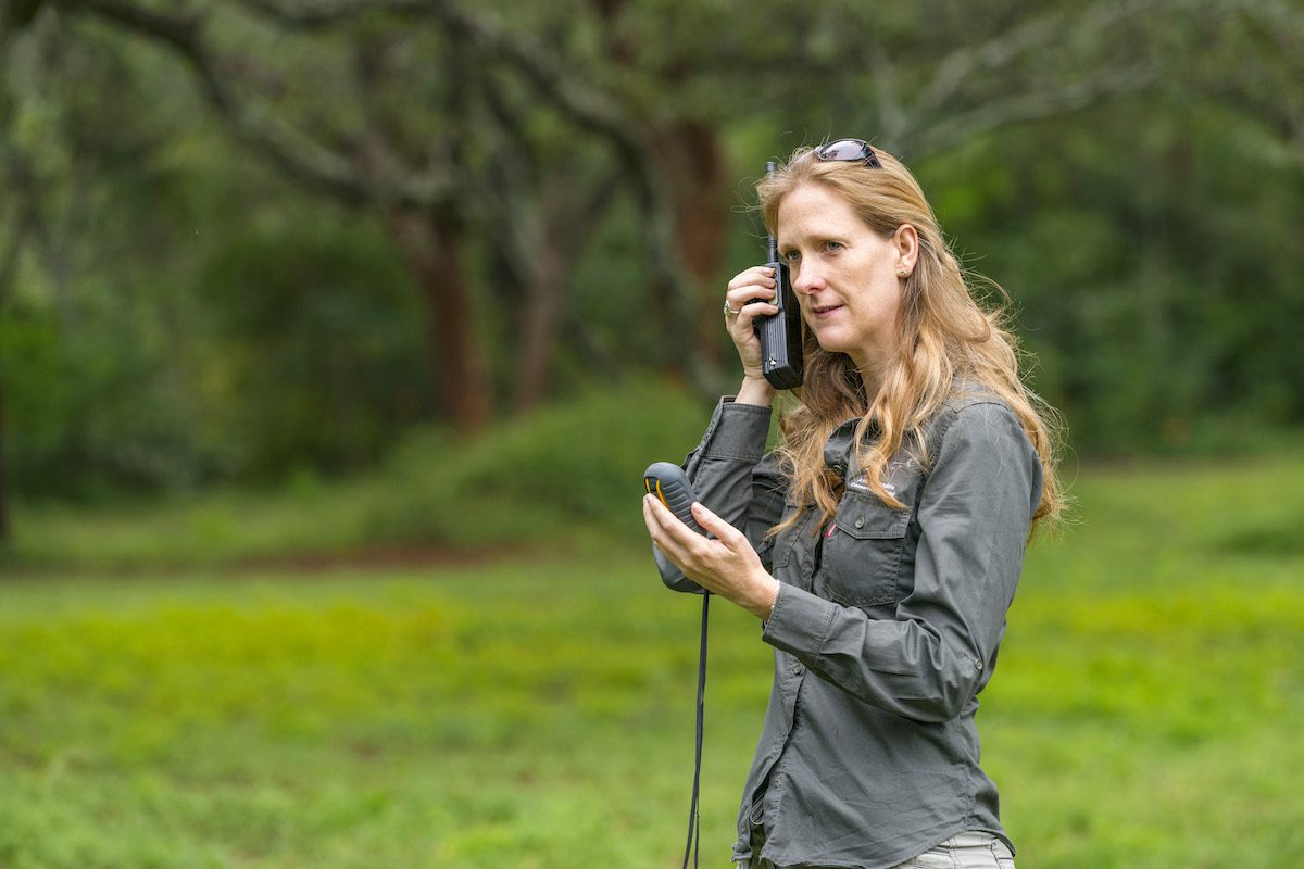 Rosemary Groom monitoring pack of African wild dogs in the field. Courtesy AWCF