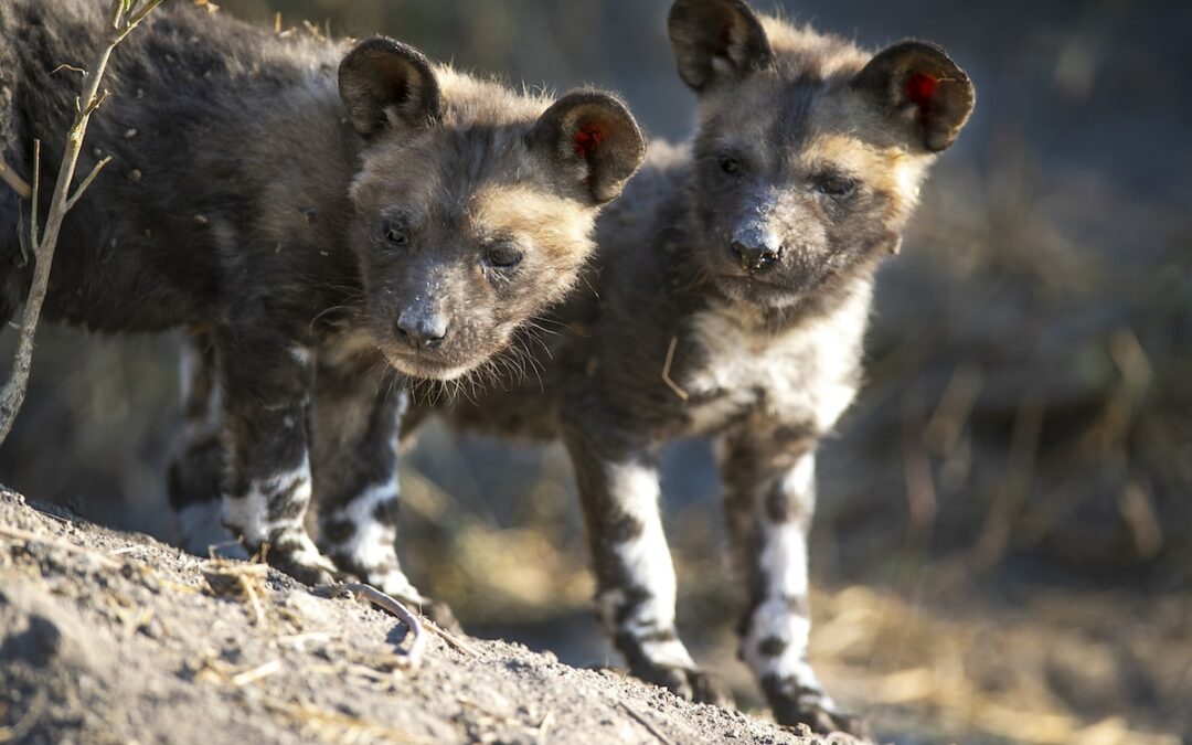 The African Wild Dog: Dr. Rosemary Groom Says These Misunderstood and Endangered Species Urgently Need Our Help