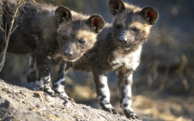 The African Wild Dog: Dr. Rosemary Groom Says These Misunderstood and Endangered Species Urgently Need Our Help