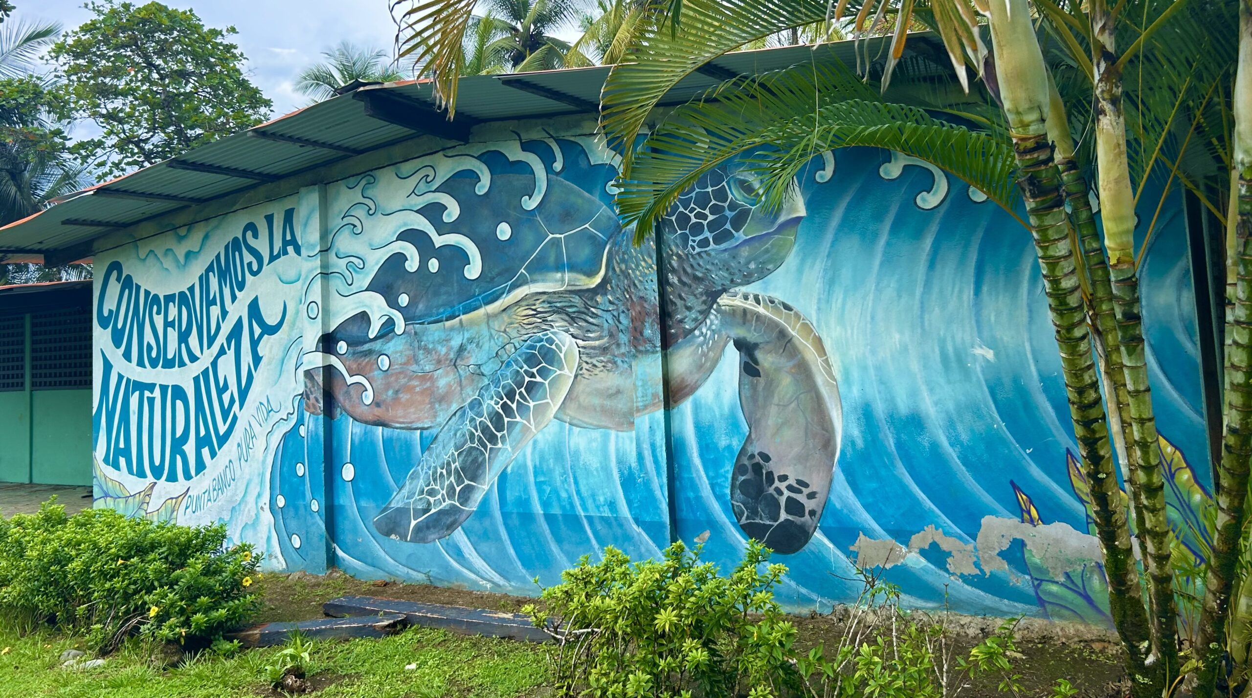 mural of turtle in punta banco costa rica 