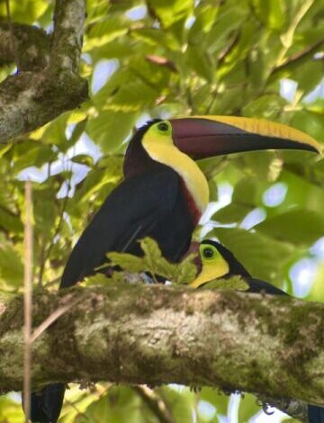 yello toucan bird costa rica