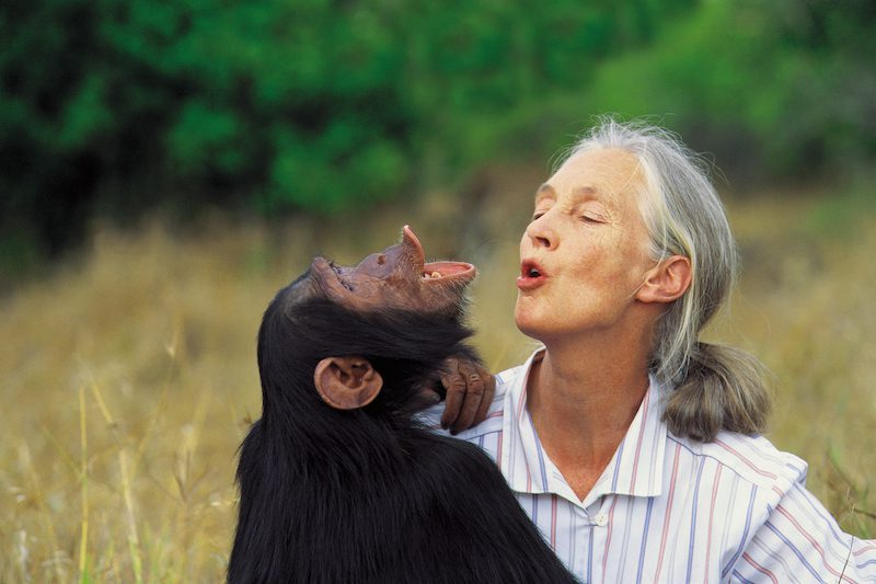 Dr. Jane Goodall with orphan chimpanzee Uruhara at the JGI Sweetwaters Sanctuary for orphan chimpanzees in Kenya. 1996