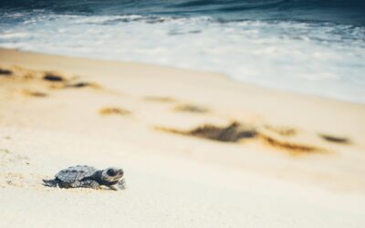 Travel with Purpose: Volunteering at a Turtle Conservation Project in Costa Rica Makes My Dream Real