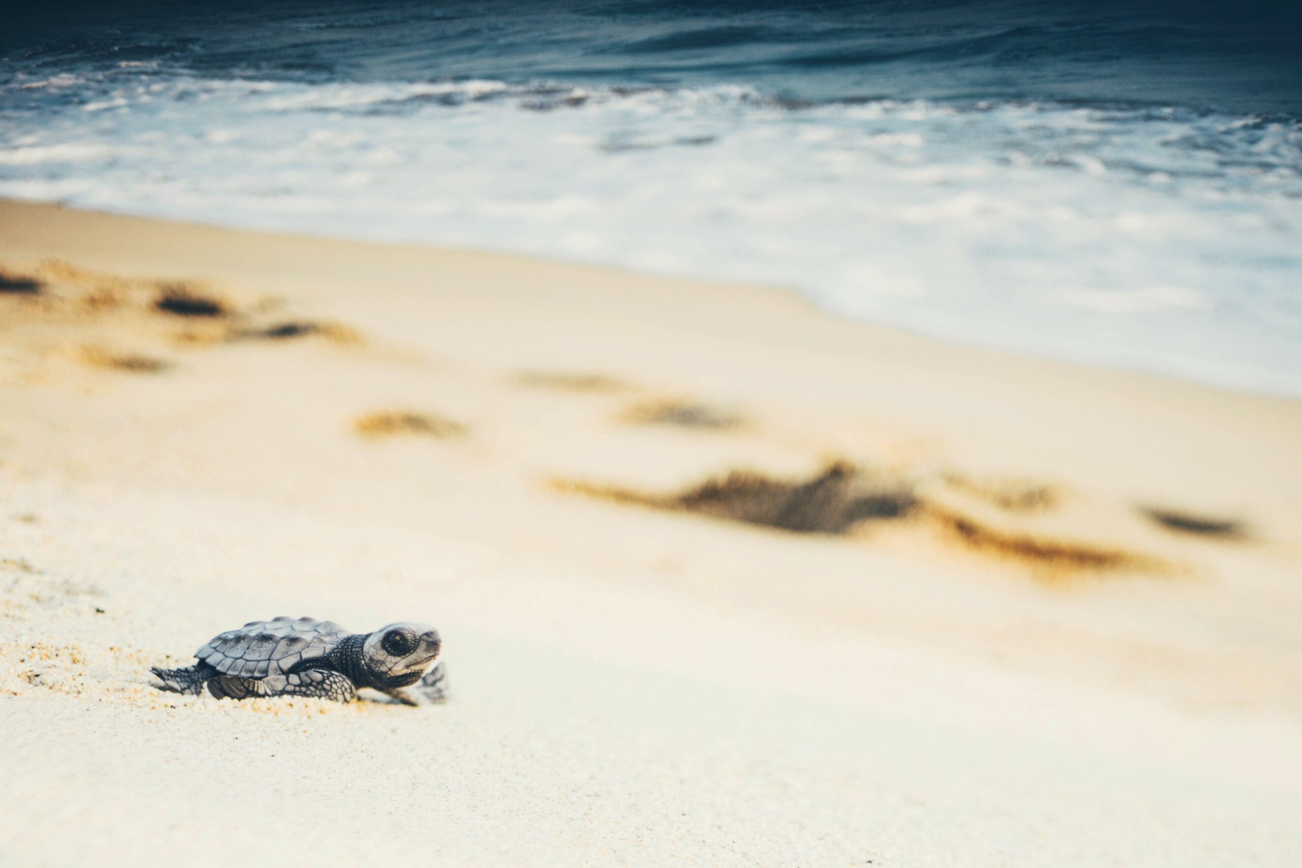 newborn baby turtle heading to the ocean