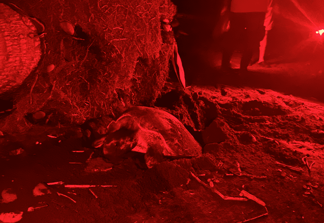 red light turtle nesting