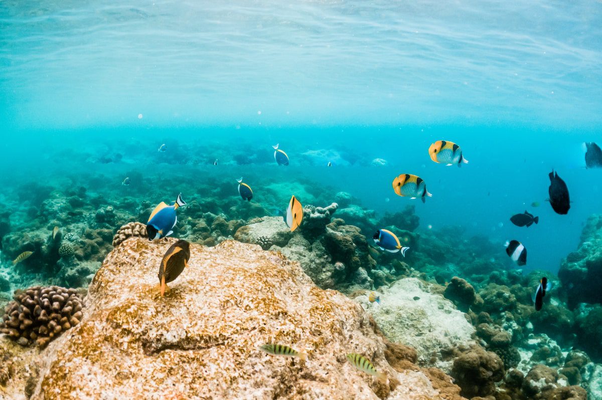 Corals and tropical fish underwater sea life Great Barrier Reef Cairns Australia