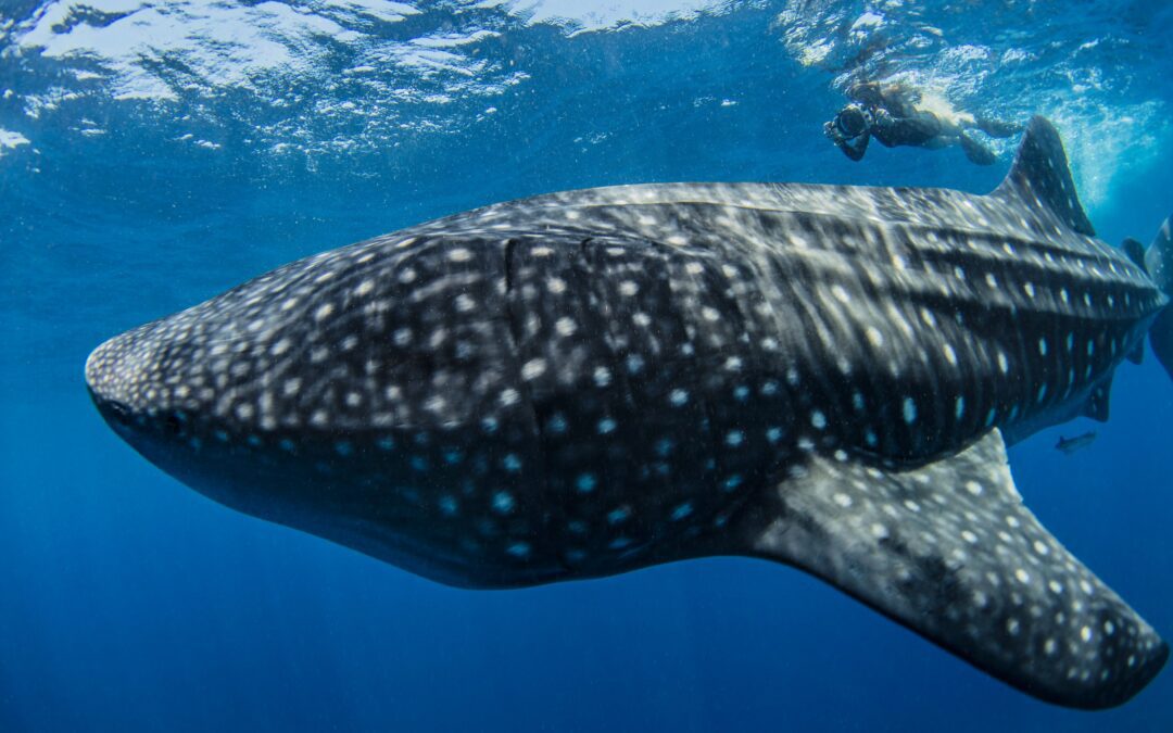 Swimming with Whale Sharks in Mexico’s Galapagos: Adventures in La Paz, Baja California Sur