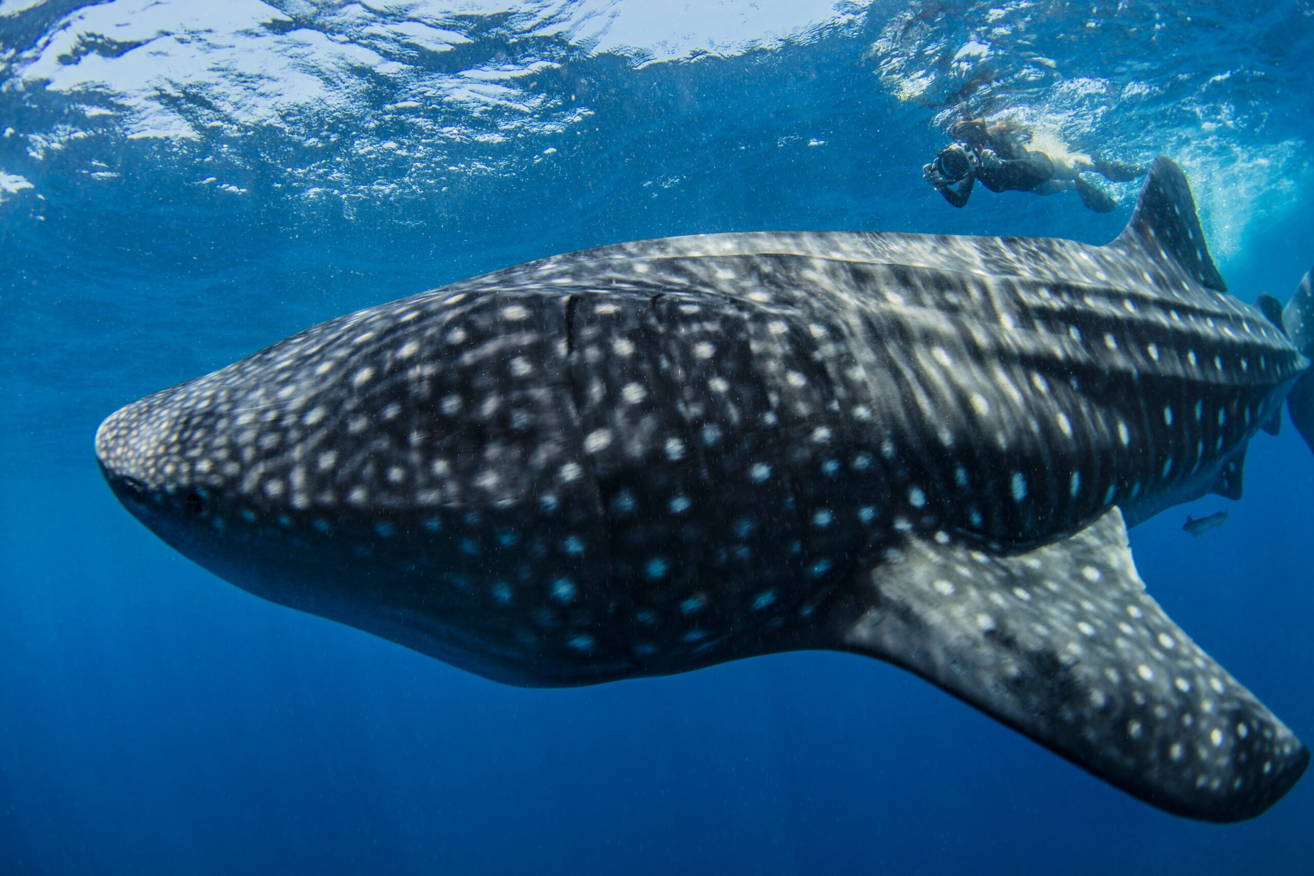 whale shark la paz mexico