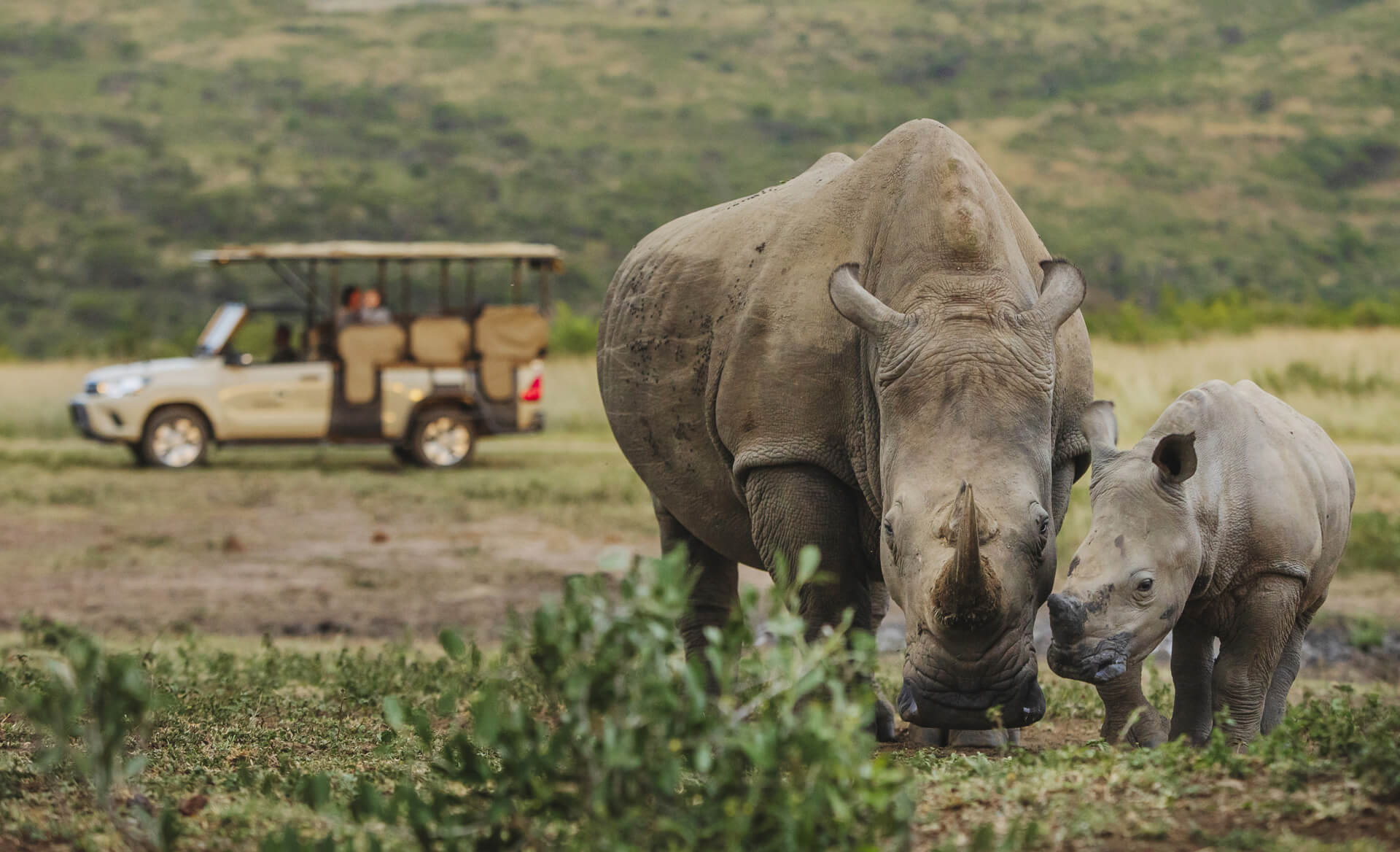 rhino conservation trip in south africa