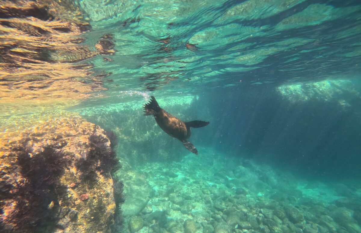 A sea lion swimming in La Paz, Mexico