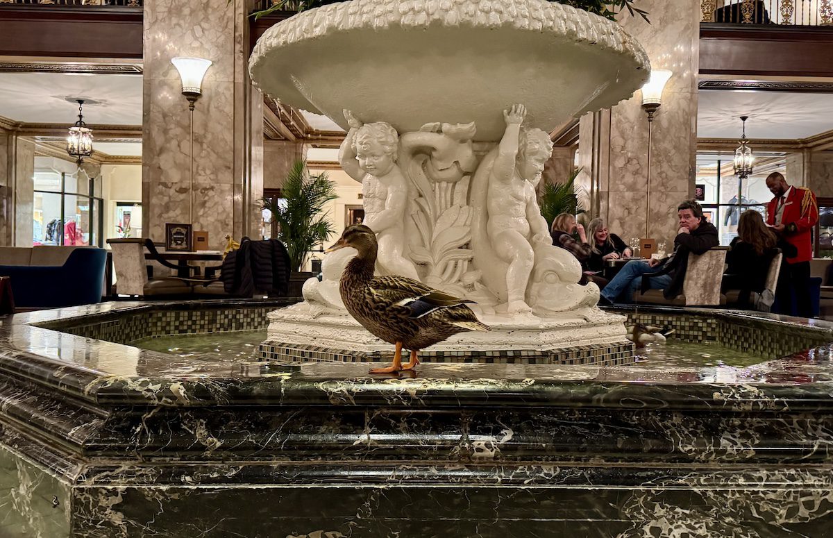 Lone duck on the fountain edge