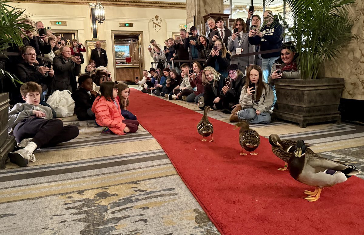 Peabody Ducks walking the red carpet