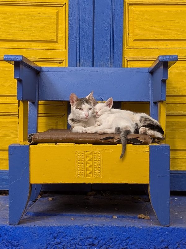 Stray cats in Essaouira, Morocco 