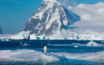 Snorkeling in Antarctica: A Thrilling Underwater View of the Seventh Continent