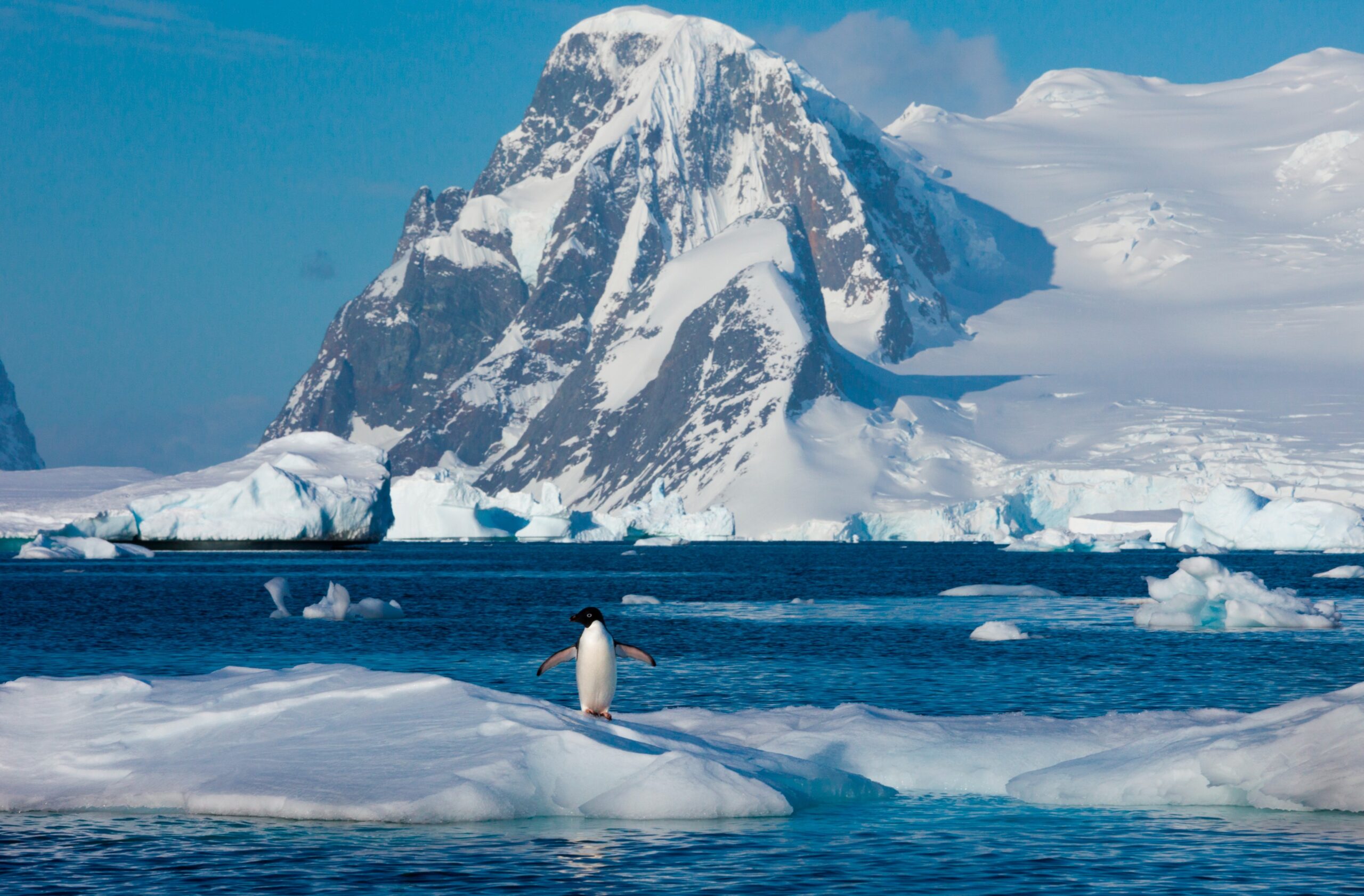 adelie penguin in Antarctica water