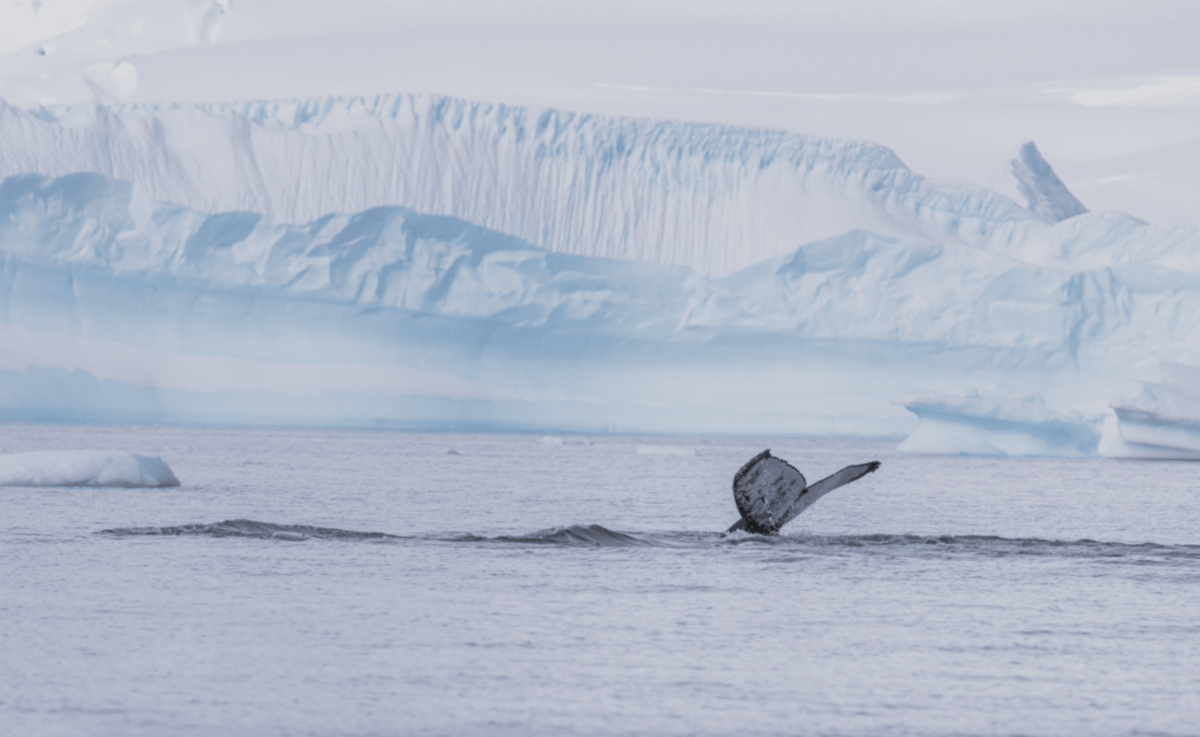 humpback whale tail in Antarctica