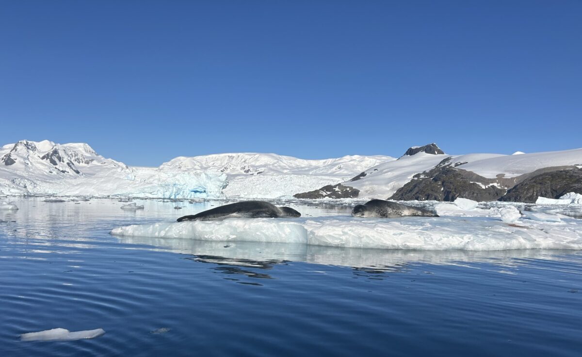 two leopard seals on an iceberg in antarctica