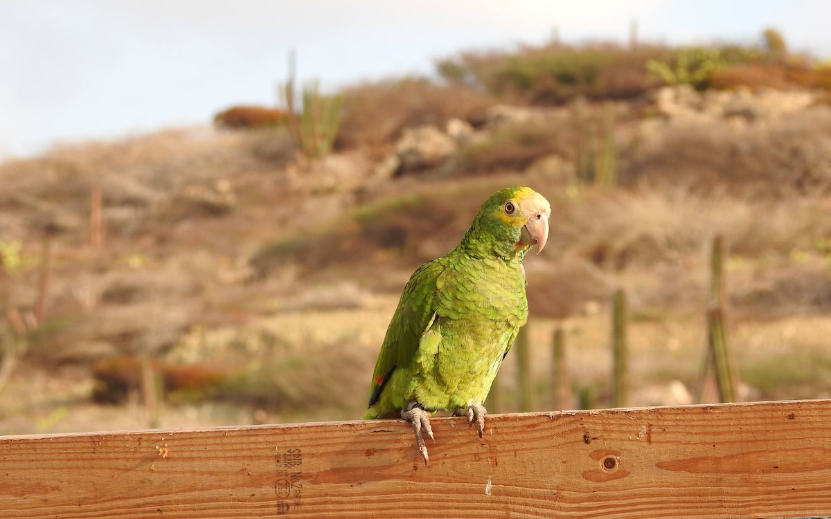 Parrot at Arikok Naitonal Park Lora 