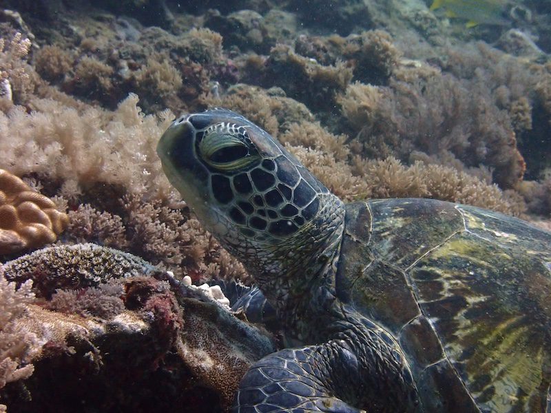 Green turtle Green turtle, a sea turtle in Kenya