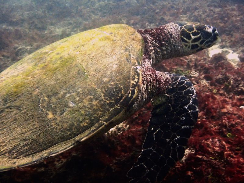 John Koho John Koho a sea turtle in Kenya