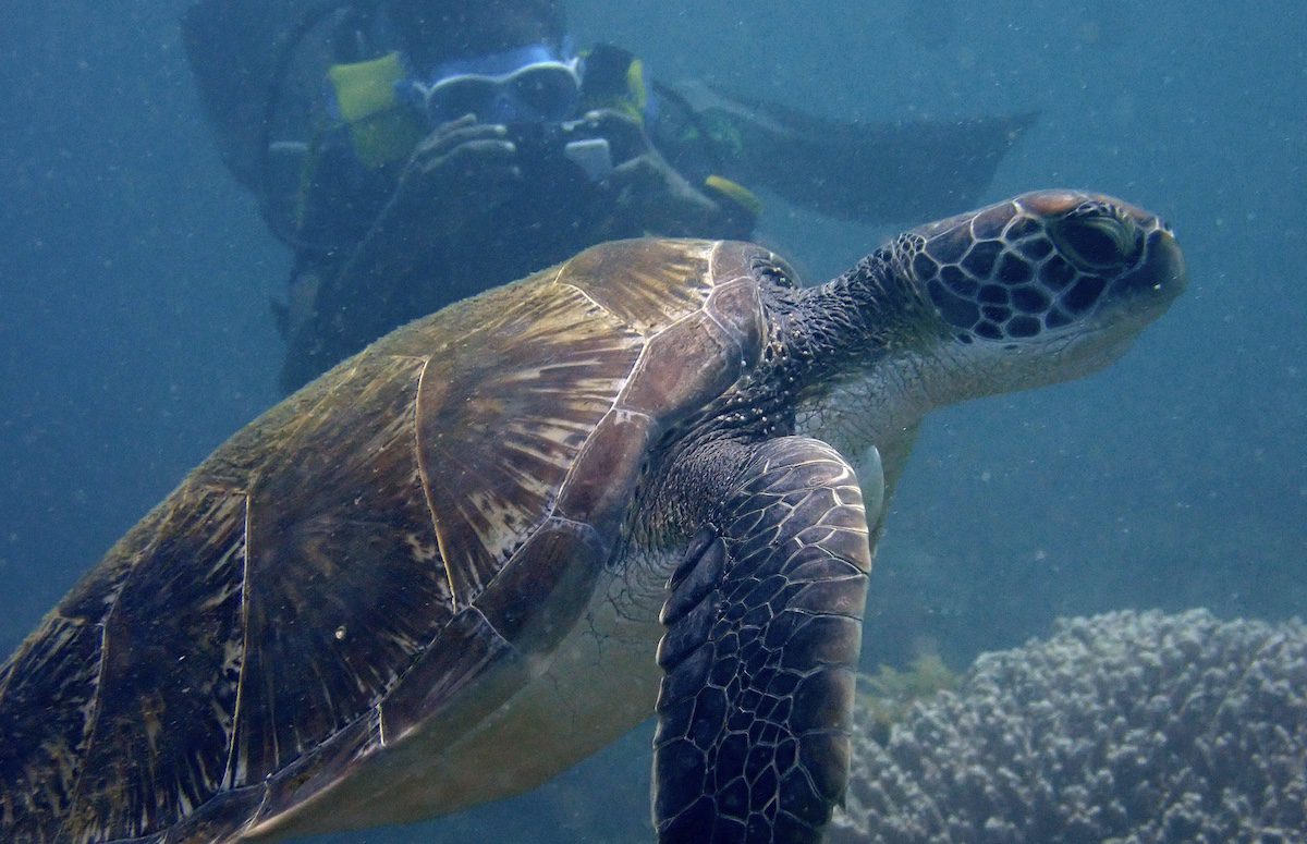 Sea Turtles in Kenya ORP Photographing sea turtles in Kenya for conservation