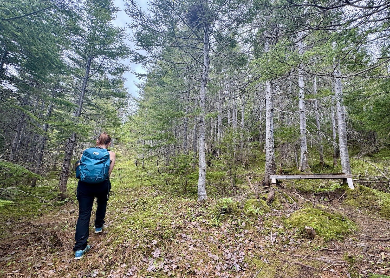 Transform Gros Morne Road Trip Newfoundland
