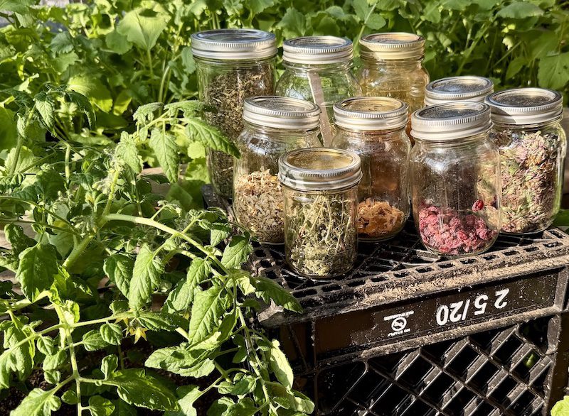 Upper Humber Settlement dried herbs for tea CREDIT Jennifer Bain Upper Humber Settlement dried herbs for tea