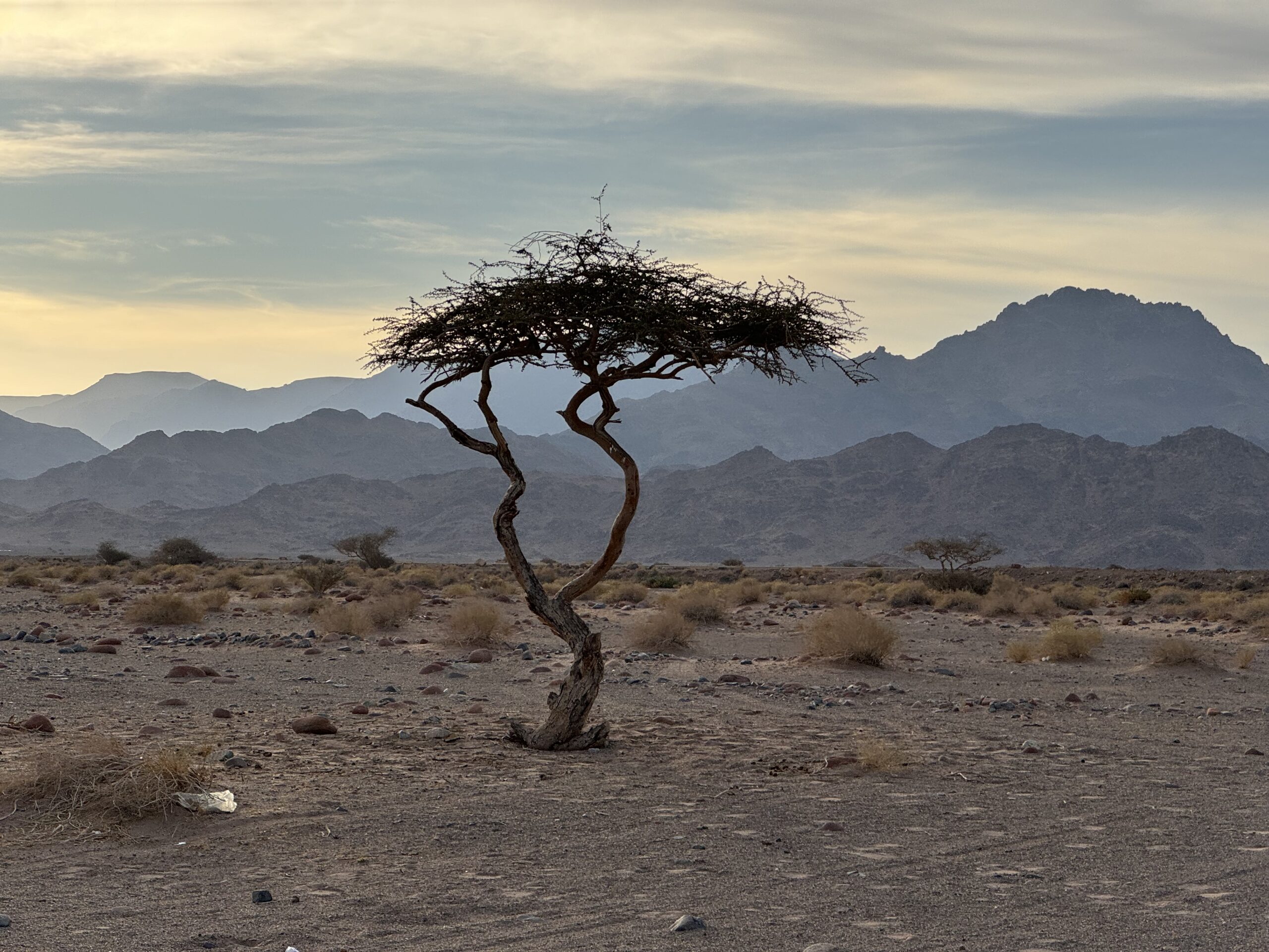 Wide wadis and thorn trees wide wadis and thorn trees saudi arabia