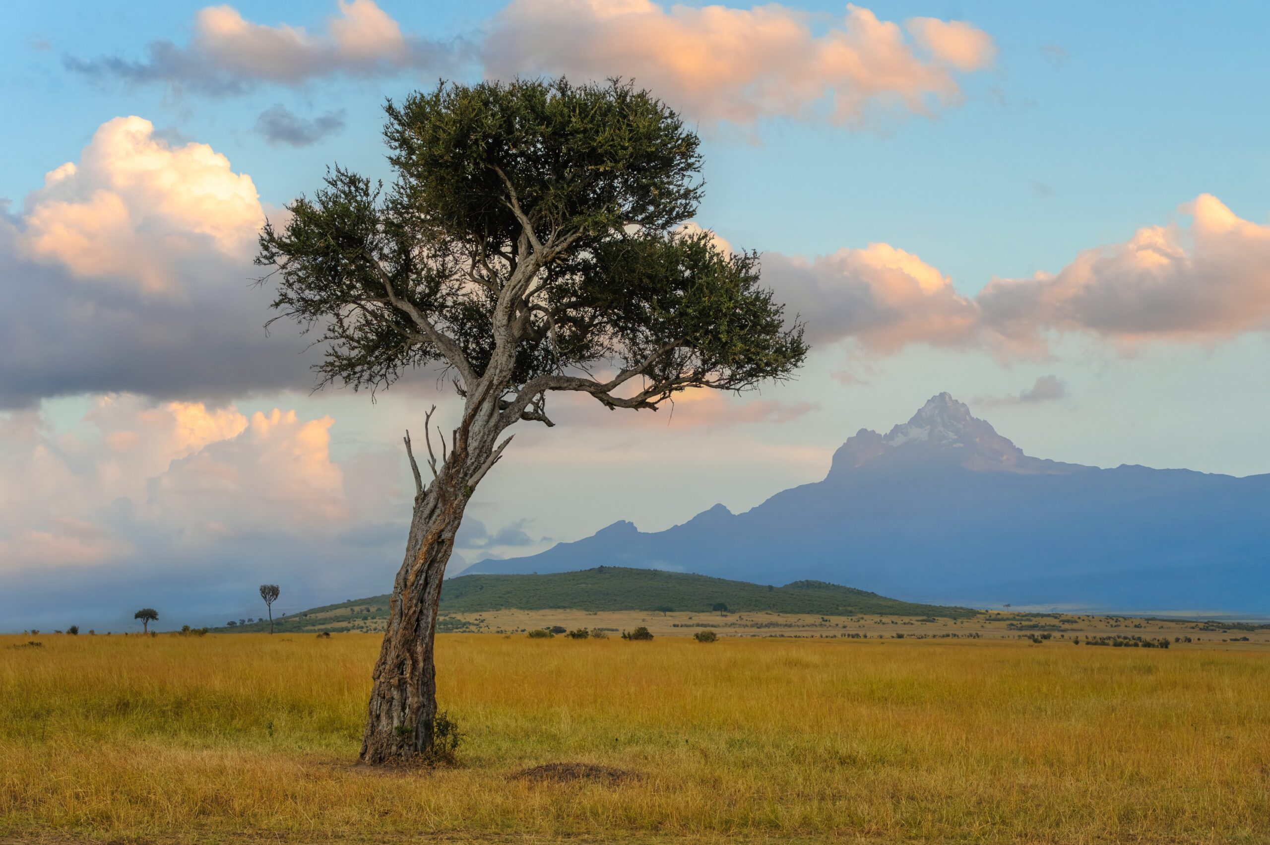 beautiful-landscape-with-acacia-tree-in-african-sa-2025-03-25-07-54-26-utc (1) tree with mount kenya in background