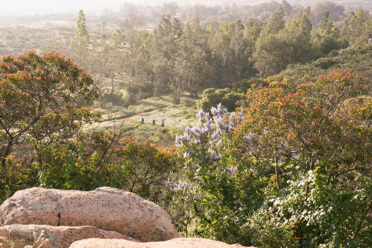 Lush greenery surrounding Rancho La Puerta in Mexico