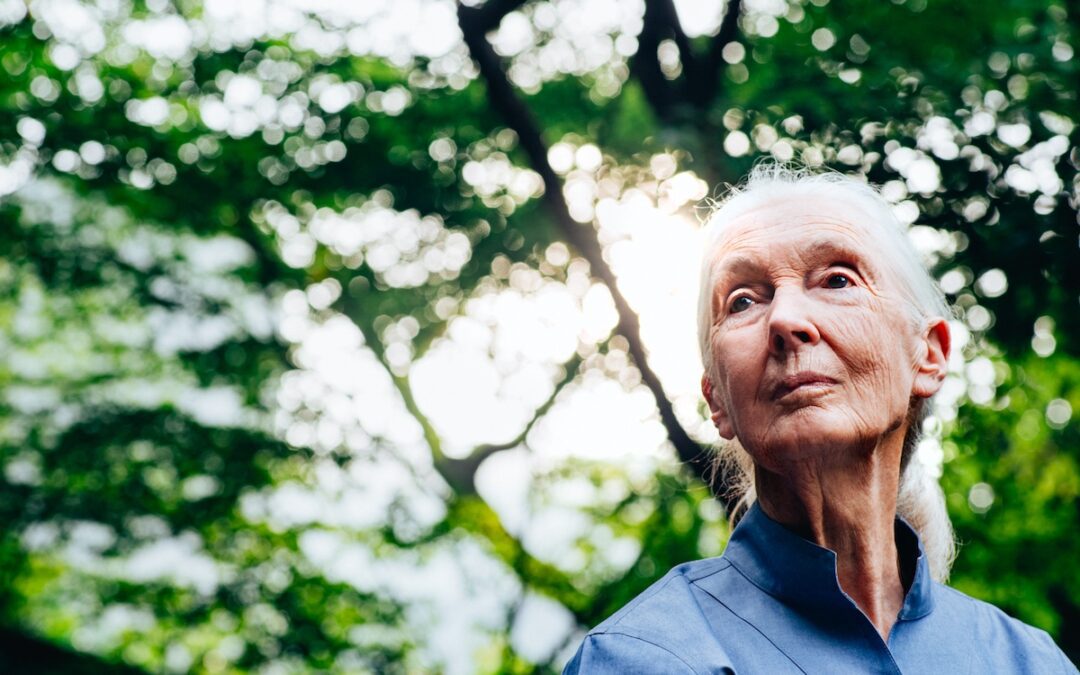 A Tribute to Icon Dr. Jane Goodall, 91, Who Devoted Her Life to Conservation and Advocacy