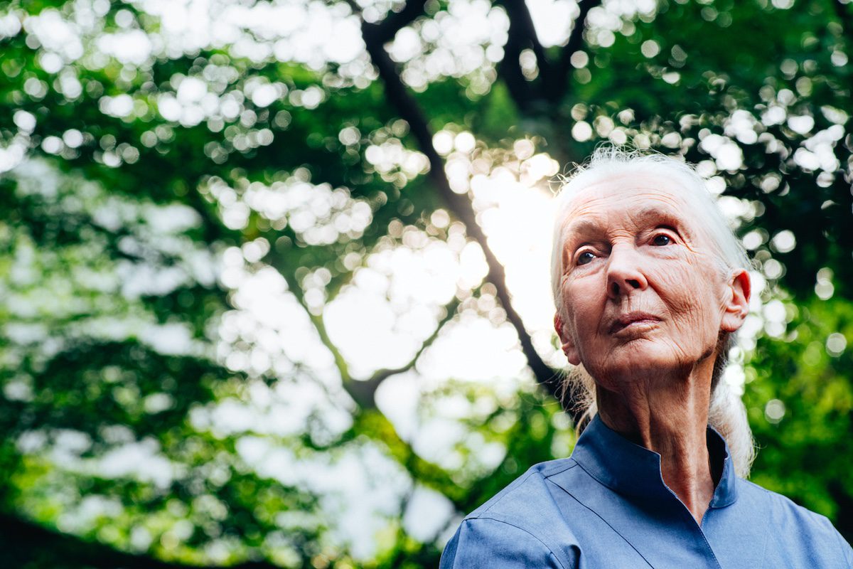 Jane Goodall