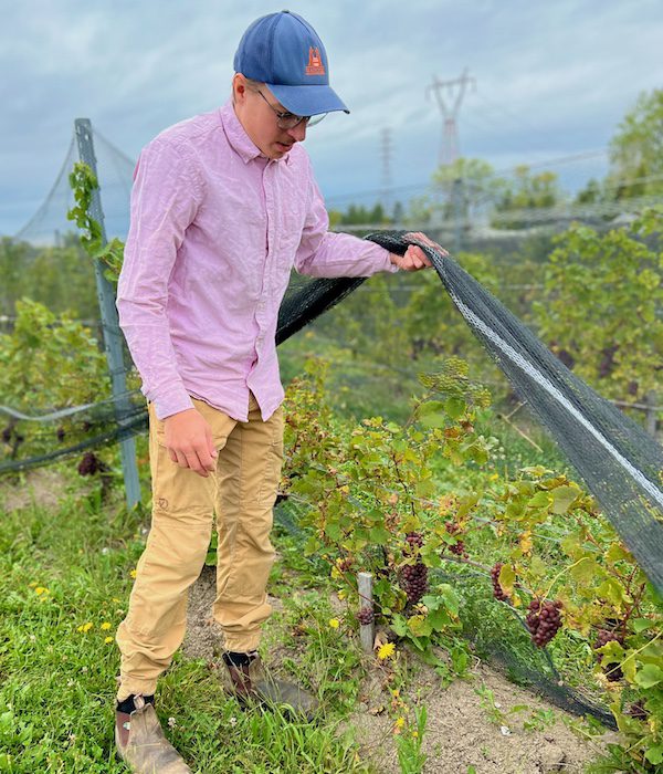 Winemaker Hugo Brais inspects grapes for the fall harvest in Monteregie