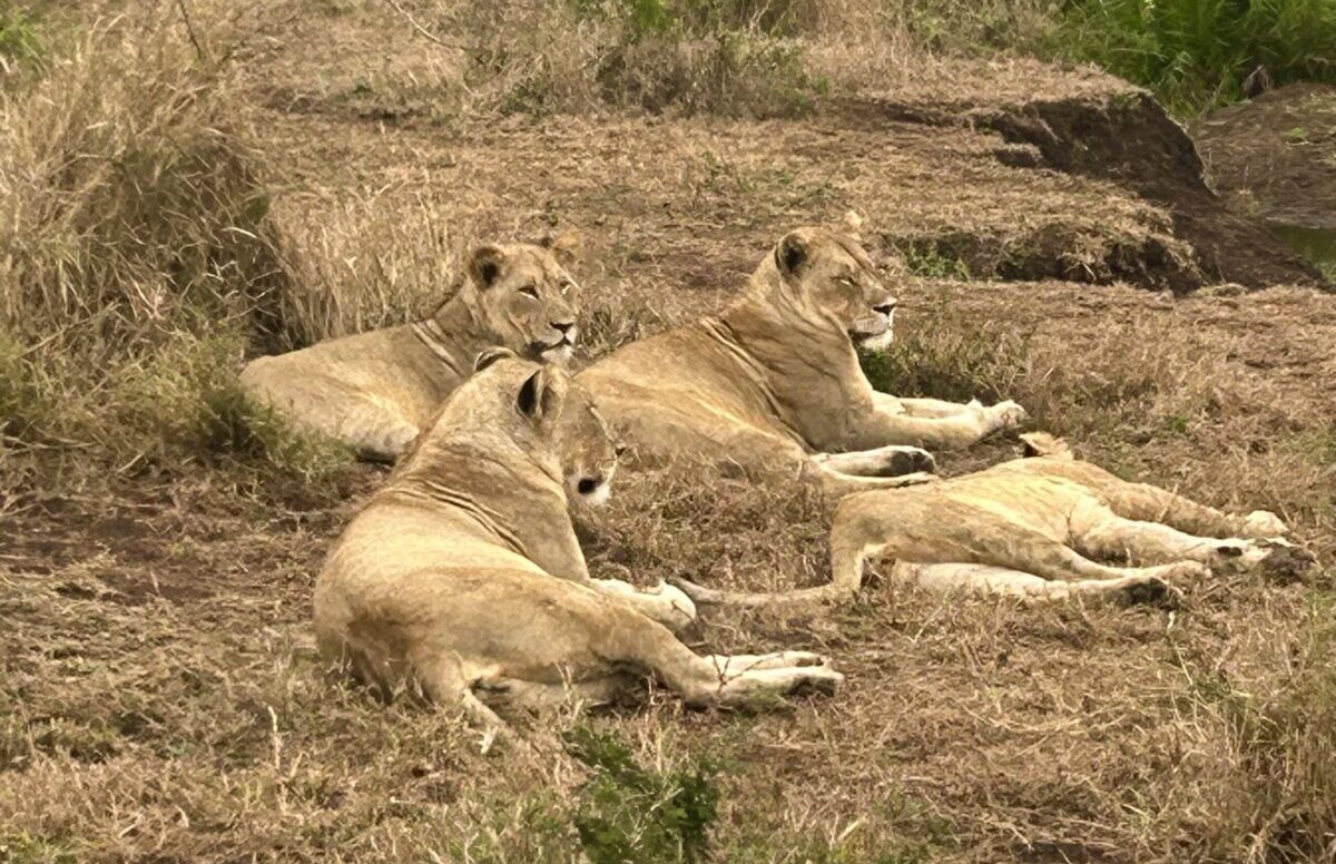 four lions in south africa safair